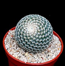 Mammillaria Perbella pincushion globular dwarf clumping cacti in 5 cm pot