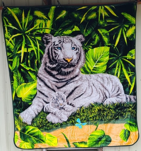 White tiger cub baby jungle - tiger,