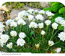 Armeria Sea Thrift  Alpine