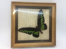 Framed “The Rajah Brooke”