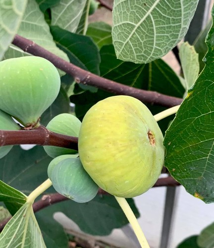 Lsu gold fig tree - , x