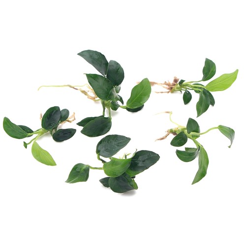 K2aqua anubias nana petite - 5,