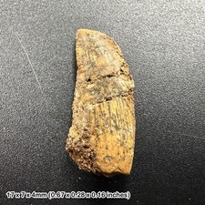 Genuine raptor dinosaur tooth (deltadromeus agilis) fossil specimen from morocco