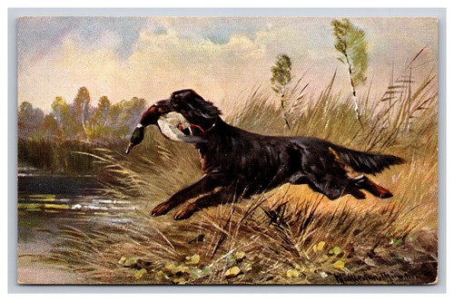 Gordon setter hunting dog with - setter,
