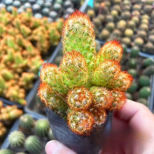 Mammillaria elongata lady - elongata,
