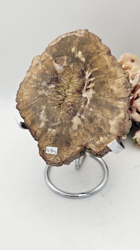 Large petrified wood - x, slice