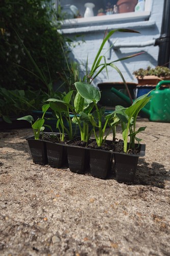 Small arum lily plants - arum,