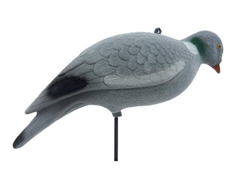 Flocked pigeon full body - pigeon,