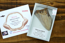 WOW, Genuine MEGALODON SHARK