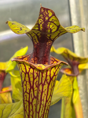 Sarracenia flava f88 - x,