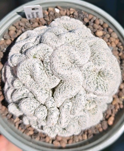 Mammillaria humboldtii crested - humboldtii,