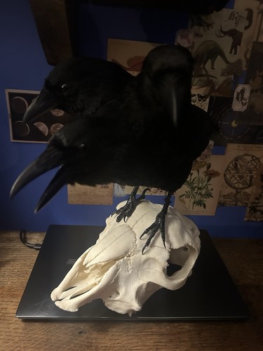 Taxidermy three headed - taxidermy, crow