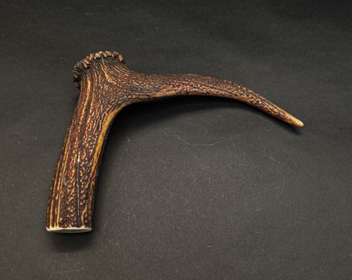Beautiful deer antler - beautiful,