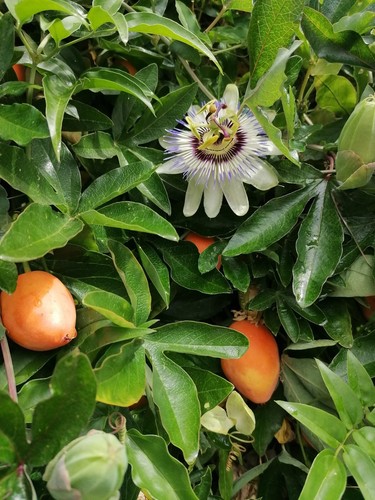 Passion fruit passiflora - fruit,
