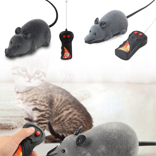 Kitten cat toy puppy - cat, toys