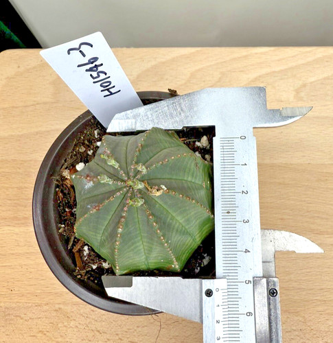 Euphorbia obesa baseball - euphorbia,