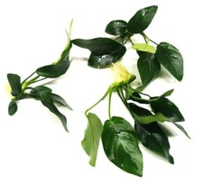 3x Anubias Nana Live Aquarium