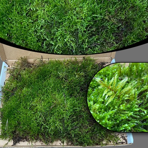 Live carpet moss for - live,