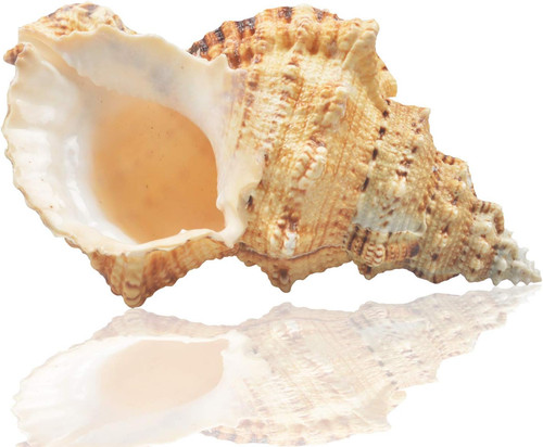 Large natural sea shells - natural,