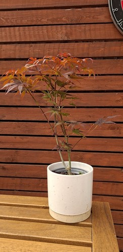 Maple acer tree - maple,