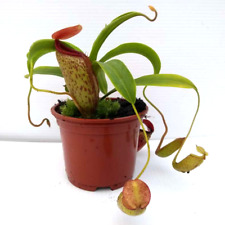 NEPENTHES VENTRICOSA x