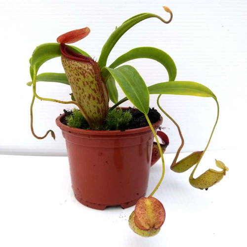 Nepenthes ventricosa - ventricosa, x