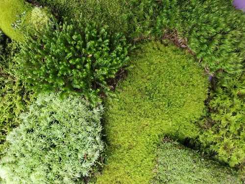 Live moss assortment - live, for
