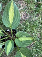 Hosta Mata Hari - Medium Hosta