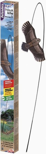 The big cheese - kite, bird