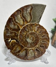 9.5cm Ammonite Crystal