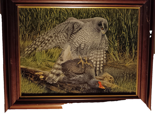 Goshawk jay replica of the - goshawk,