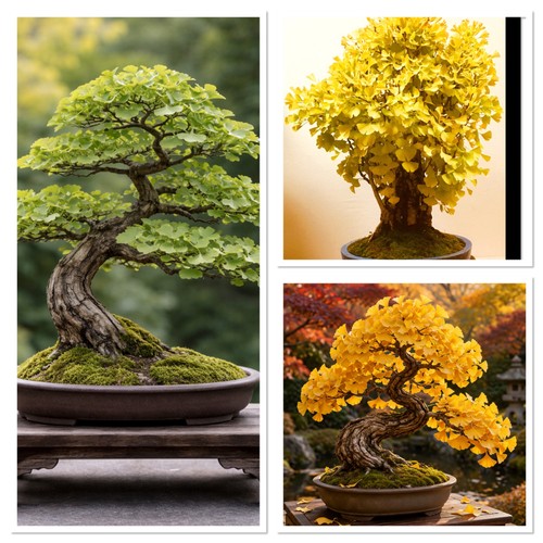Ginkgo starter bonsai tree - bonsai,