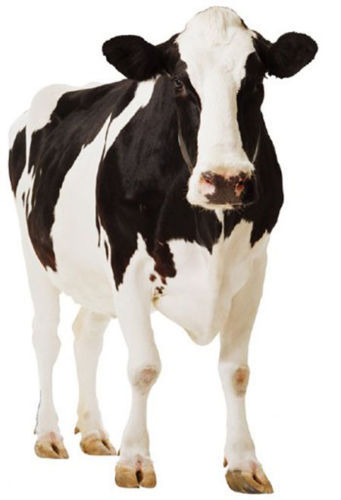 Traditional dairy cow - dairy,