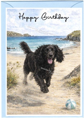 Cocker spaniel working dog - spaniel,
