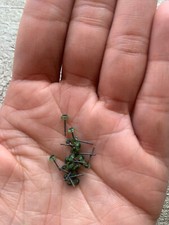 Heidifeathers® 10 x Pairs