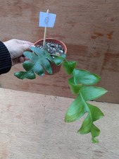 Fern Leaf Epiphyllum-Epiphyllum chrysocardium-epiphytic cactus-D