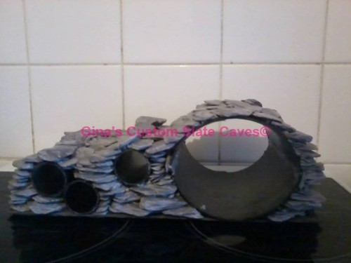 Large multi plec pleco axolotl - plec,