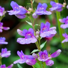 Penstemon 'Heavenly Blue' in