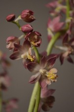 Calanthe, Hardy Garden Orchid