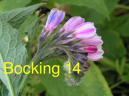 Russian comfrey live - russian, root