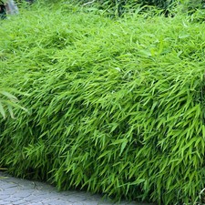 Fargesia Rufa | Fully Hardy