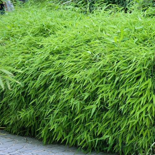 Fargesia rufa fully hardy - fargesia,