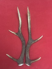 PAIR OF RED DEER ANTLERS 406g