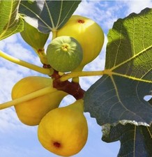 Rooted Yellow Fig Cutting