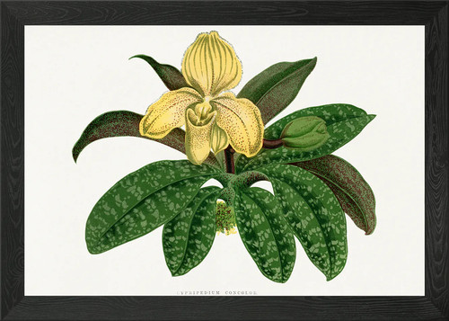 Cypripedium concolor botanical - cypripedium,