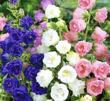 300 x CANTERBURY BELLS DOUBLE