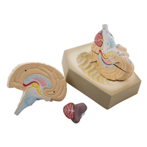 Eisco human brain model - -, 4