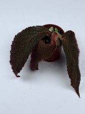 Begonia 'Black Jambi' Very