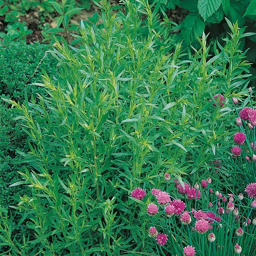French tarragon vienco - tarragon,