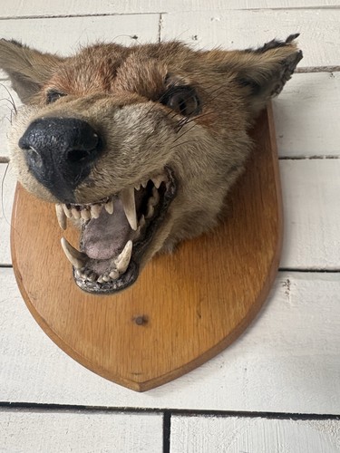 Taxidermy fox head - fox,